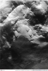 Historisches Foto von Ululapagurus oroszyi (Fraaije et al., 2019) (NHMW-AFW-GEO-BACHMAYER-FOTO-1990-0041-2644)